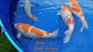 Grand and jumbo share a vat again - BKKS National Koi Show 2019