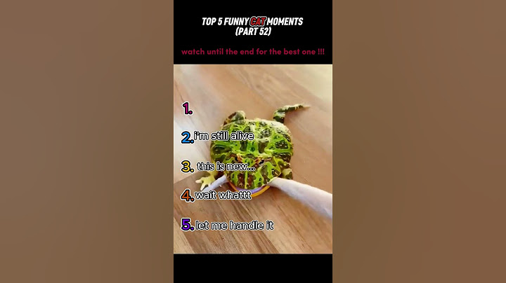 top 5 funny cat moments!!!😂😂😂