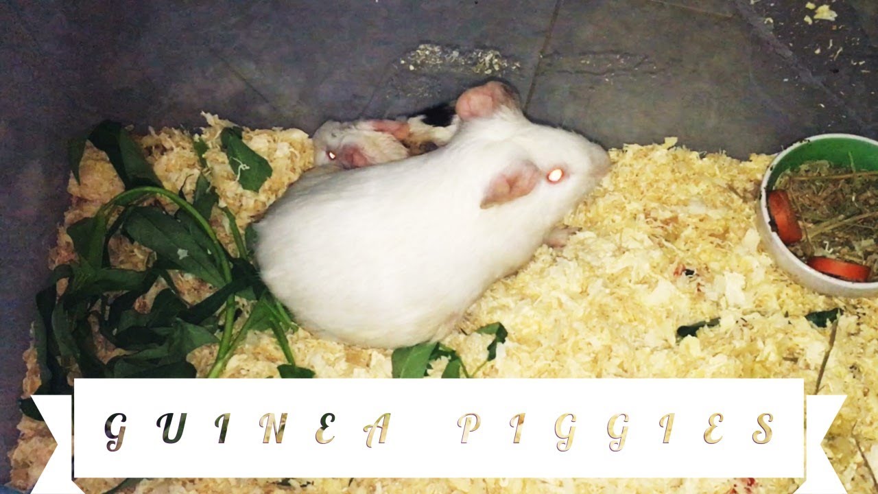 Guinea Pigs Give Birth Newborn Guinea Pig GuineaPiggies 1 YouTube