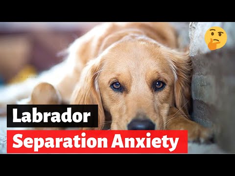 Wideo: Niepokój w Labrador Retrieverach