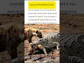 crocodile wildlife power #crocodile #ukwildlife #usawildlife #wildlife #shorts