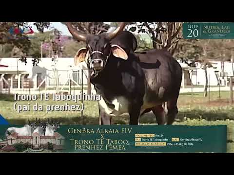 LOTE 20 - GENBRA ALKAIA FIV x TRONO TE TABOQUINHA - Prenhez Fêmea