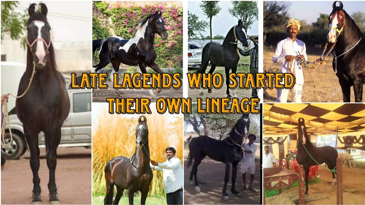 Some of Late Lagend Marwari Stallions who started his own lineage
