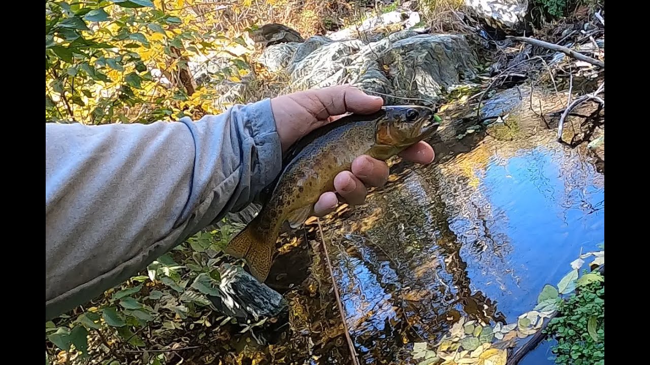 Fly Fishing for Wild Gila Trout in Arizona YouTube