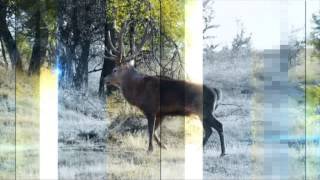 prevention of forest fires 9