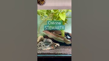 Channa Stewartii - Cá Lóc Tiểu Hoàng Đế !!! #nghiatenlua #channastewartii #caloctieuhoangde