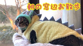 大寒の寒さ対策をして 猫をお外見学して冬を体感！【唐草猫ムタさん】