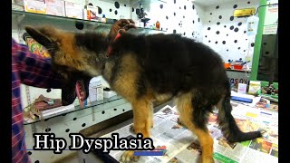 Hip dysplasia in dogs |  HIP DYSPLASIA | Hip dysplasia treatment by Dr.R.Kishore Kumar MVSc., 2,349 views 4 months ago 4 minutes, 44 seconds