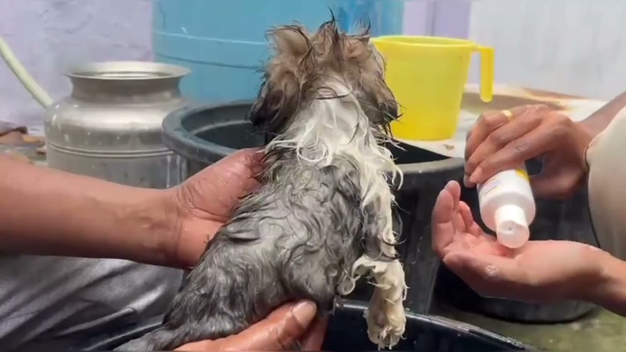  బ్రౌనీ కి ష్నానం చెయ్యడానికి మా కష్టాలు🐶