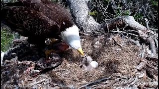 Fraser Point cam I. Cruz feeding her eagle chick twice, this afternoon. 04.09. 2022