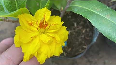 Cúc vip (cúc tri kỷ),100k/cây,bao ship,0397142252,24/9/2020