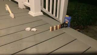 The Ratapult