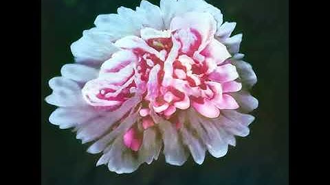 StyleGAN2 | Latent Space Walk - Flowers