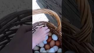 Chicken Coop Design Hack #backyardchickens #homesteading #shorts
