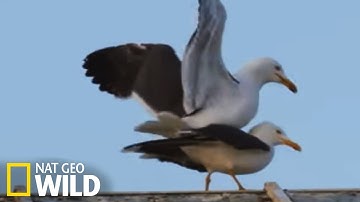 La reproduction des mouettes