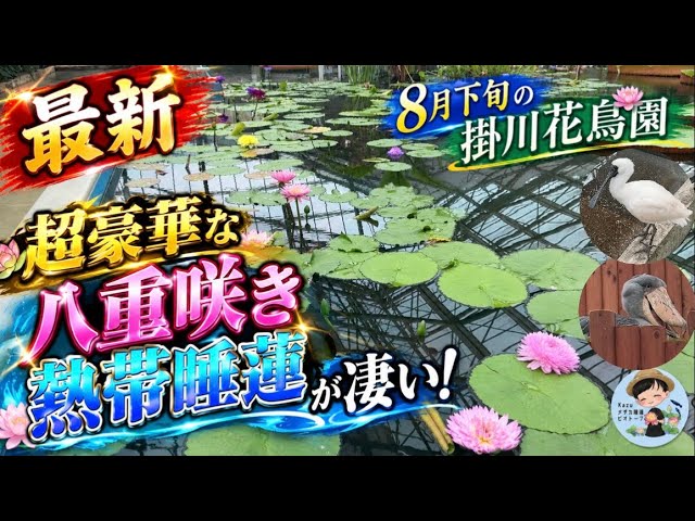 界羽花／お取り置き Kakekawa Kachoen] The Newest Double-Flowering Tropical Water