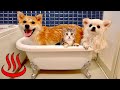 「みんなでお風呂に入るにゃ!♨️」犬と猫が初めてのバスタイム♪ #みーみんず