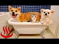 「みんなでお風呂に入るにゃ！♨️」犬と猫が初めてのバスタイム♪(#にゃんてわんだふる)