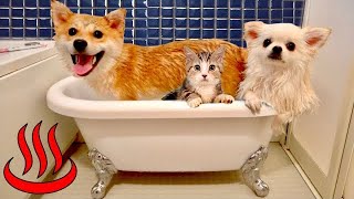 「みんなでお風呂に入るにゃ♨」犬と猫が初めてのバスタイム♪ #みーみんず