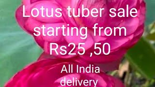Lotustubersale starting from Rs25, 50#lotus #flower#kamal #thamarai #gardening#trending #viral#video