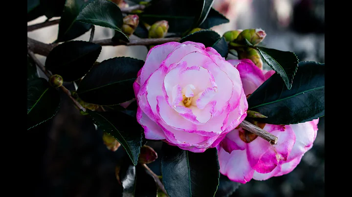 Everything you need to know about Camellia Shrubs