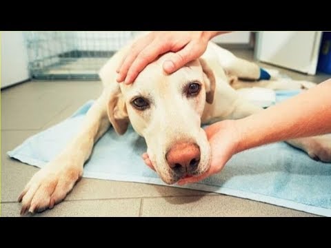 Vidéo: L'approche Intégrative Du Lymphome à Cellules T Chez Le Chien