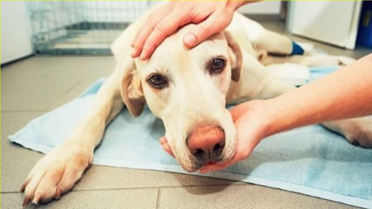 Lymphome chez le chien : symptômes et traitements de ce cancer - YouTube