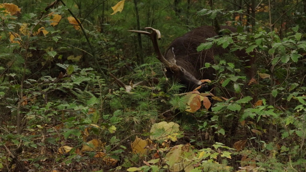 Buck In The Rut YouTube buck-in-the-rut-youtube