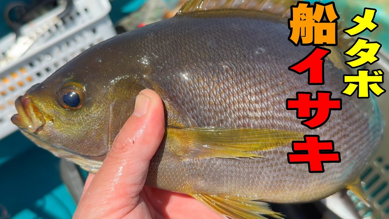 《和歌山・共栄丸》【完全解説】春の激ウマイサキは4月が本番！共栄丸で狙う日御碕沖のメタボイサキ2025 5 5春イサキ