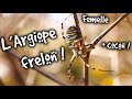 ARGIOPE FRELON ! - ANIMAUXMDE