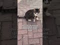 Please donate #viral #viralvideo #catsoftiktok #catsofinstagram #catsofyoutube #cat #catsrescue #res