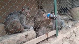 Monkey likes Pepsi