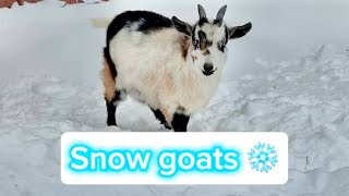 Digging the goats out!