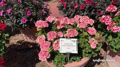 Rosalie Antique Salmon Zonal Geranium | CSU Trial ...