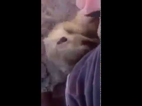 Haciéndole cosquillas a una suricata - Humor 2014 defensa y justicia