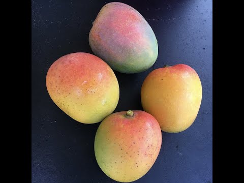 ST Maui Mango