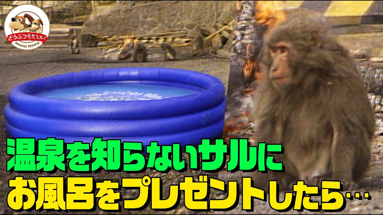 Hot Springs! All Monkeys Gather] Japanese macaques bathing in hot
