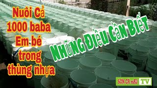 Cách Nuôi Baba Trong Thùng Nhựa tại Nông Trại | SƠN CÀ mAU