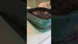 Episode 38 checking and feeding red wigglers. The Blind Bud Cultivator