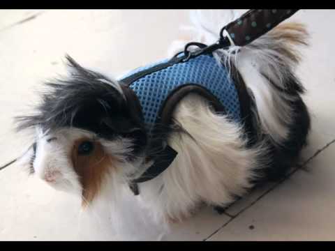 guinea pig harness and leash