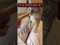 沖縄県で『悪』と言われた猫