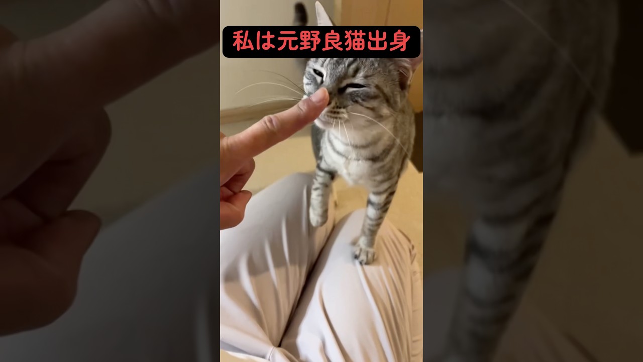 沖縄県で『悪』と言われた猫