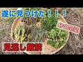 ゼンマイ調査で出会った幻の山菜と超絶品山菜