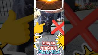 This stray cat feels safe with us now 🥰 #straycats #kindness