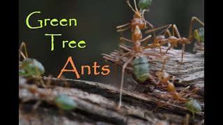 Green Tree Ants Carrying Their Own Ants NATURE