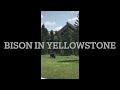 Bison in yellowstone wy
