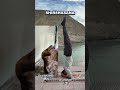 👉 Sirshasana (Headstand) दिमाग, बाल और ताकत के लिए बेस्ट योग