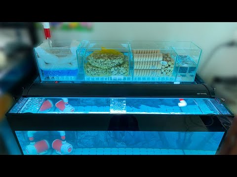 Video Cách SETUP LỌC TRÀN cơ bản HỒ CÁ RỒNG CỘNG ĐỒNG đơn... - youtube