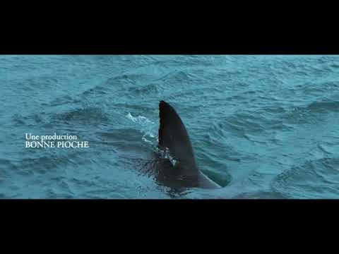 Au plus près des requins