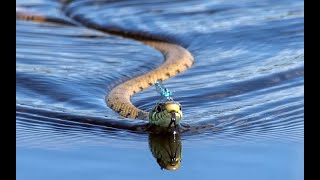 Восточная водяная змея